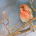 House Finch
